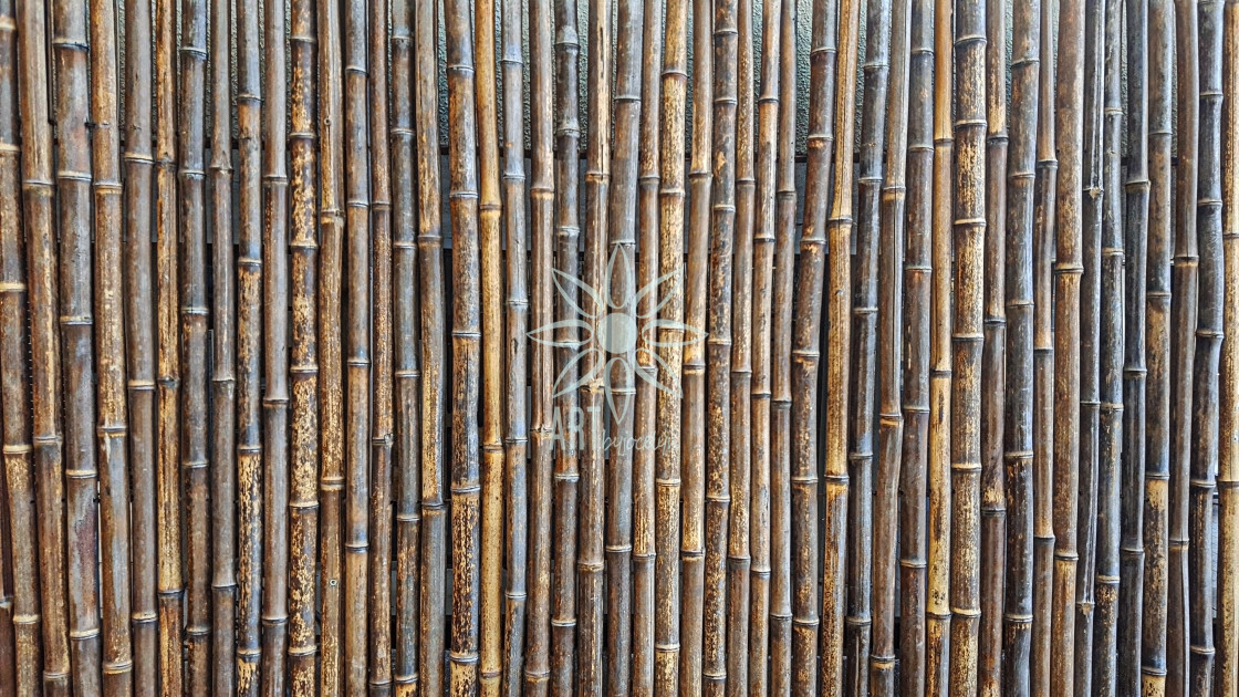 "Dried Bamboo Stalks Exterior Wall" stock image