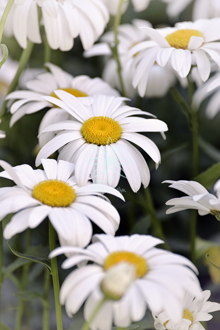 "Daisy Flowers Close Up with Vintage Effect" stock image