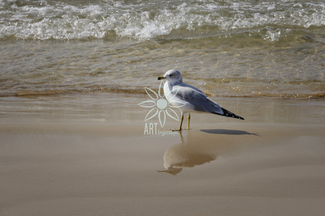 "Ring Billed Gull on Sand at Sauble Beach" stock image
