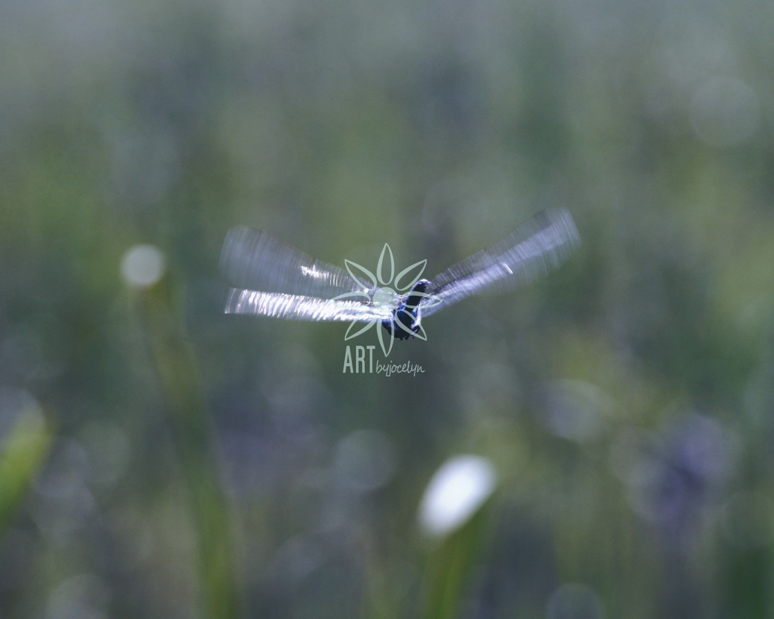 "Hovering Dragonfly in Soft Bokeh Marshland Background" stock image