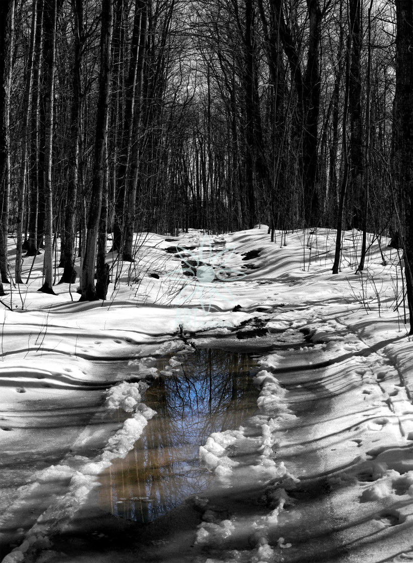 "Reflection in Puddle on Path in Forest Selective Colour" stock image