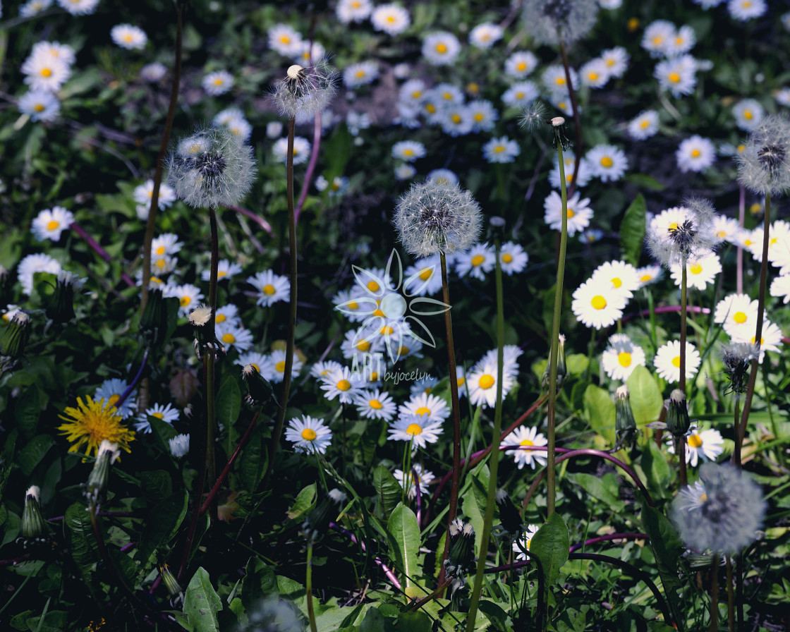 "Dandelions and Aster Flowers in Grass" stock image