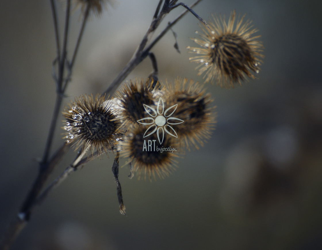 "Water Droplets on Dried Thistle Flower Heads" stock image