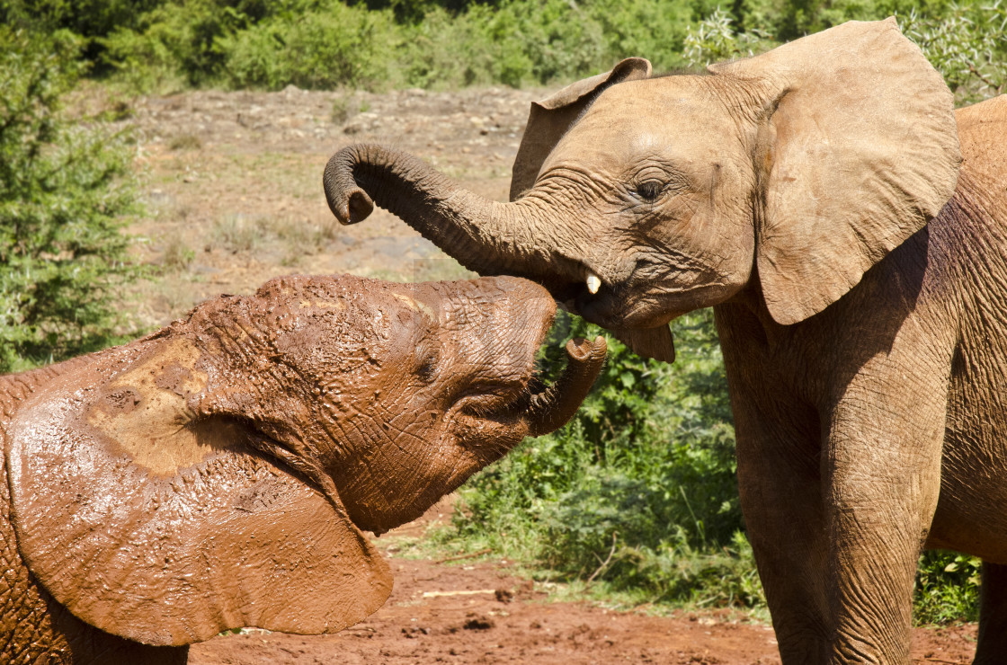 "Baby Elephants, Kenya" by Brendan Howard - £10.00 "Baby Elephants, Kenya" stock image