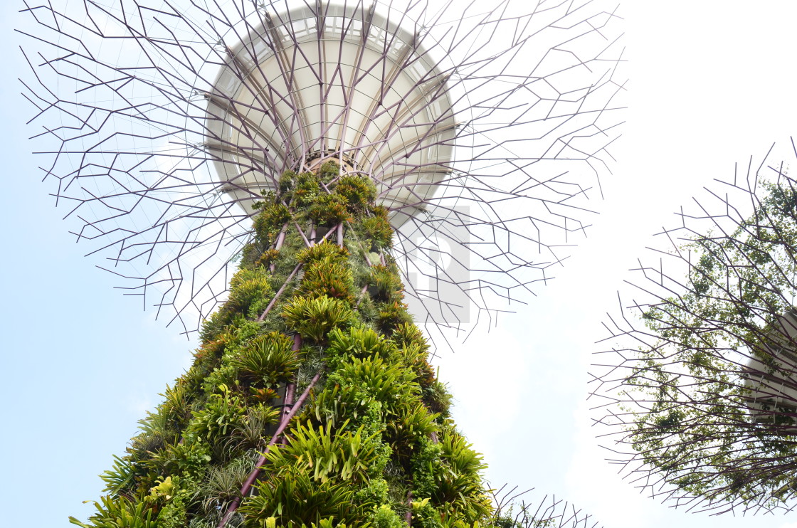 "Supertree Grove, Gardens by the Bay, Singapore" by Brendan Howard - £10.00 "Supertree Grove, Gardens by the Bay, Singapore" stock image