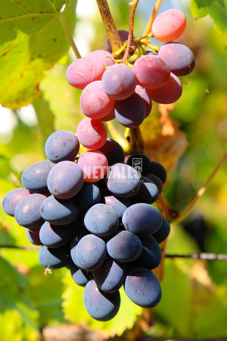 "Grape bunch" stock image