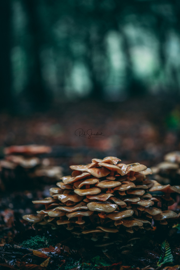 "Fungi forest" by Rik Shadbolt - $12.24 "Fungi forest" stock image