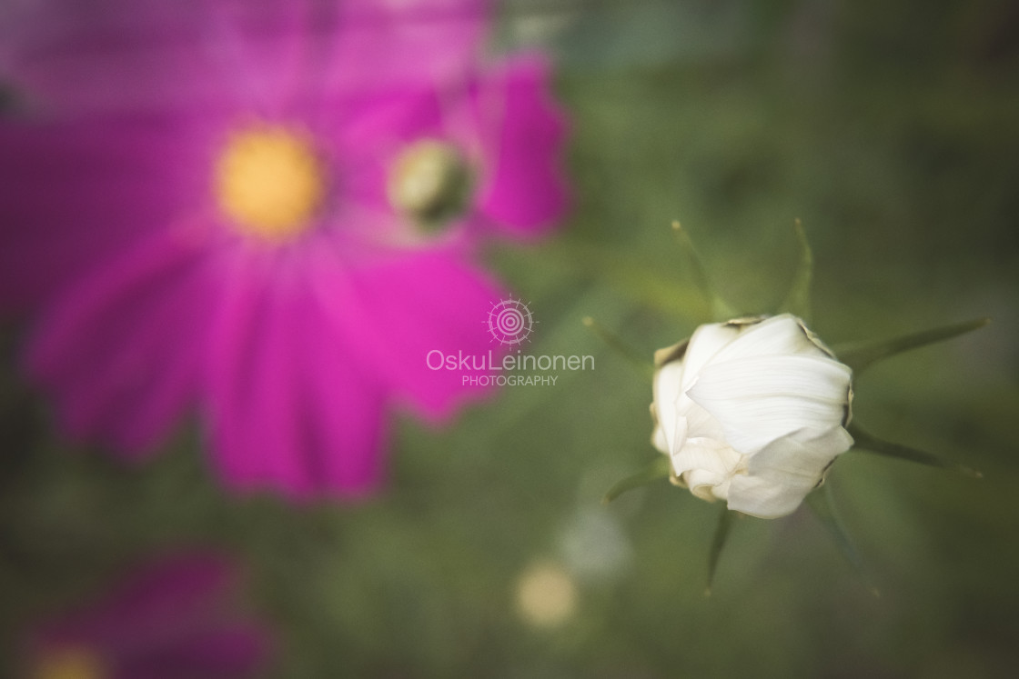 "White Flower III" stock image