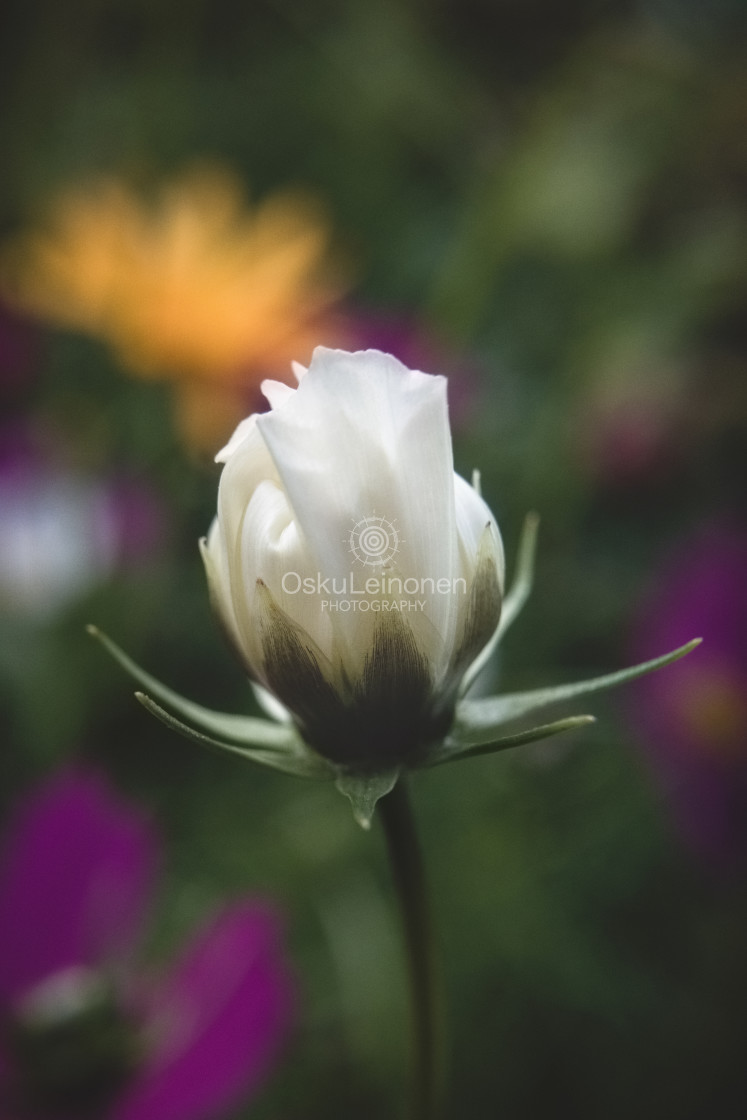 "White Flower II" stock image