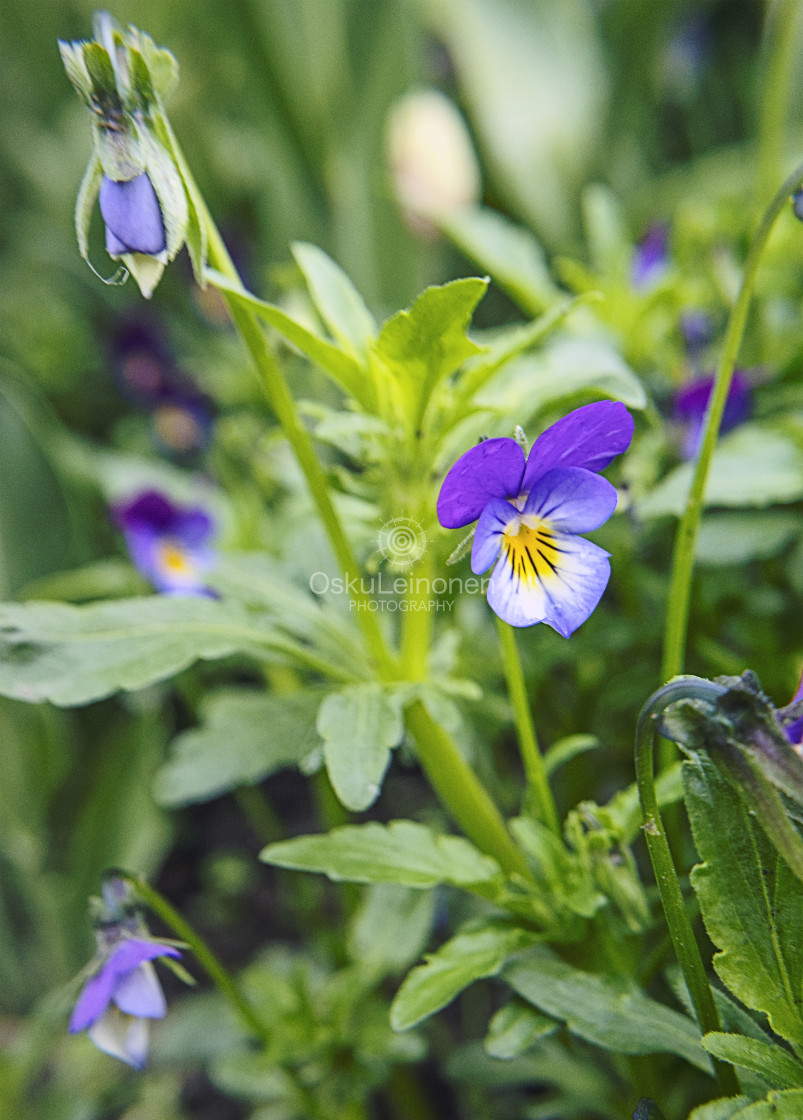 "Heartsease II" stock image