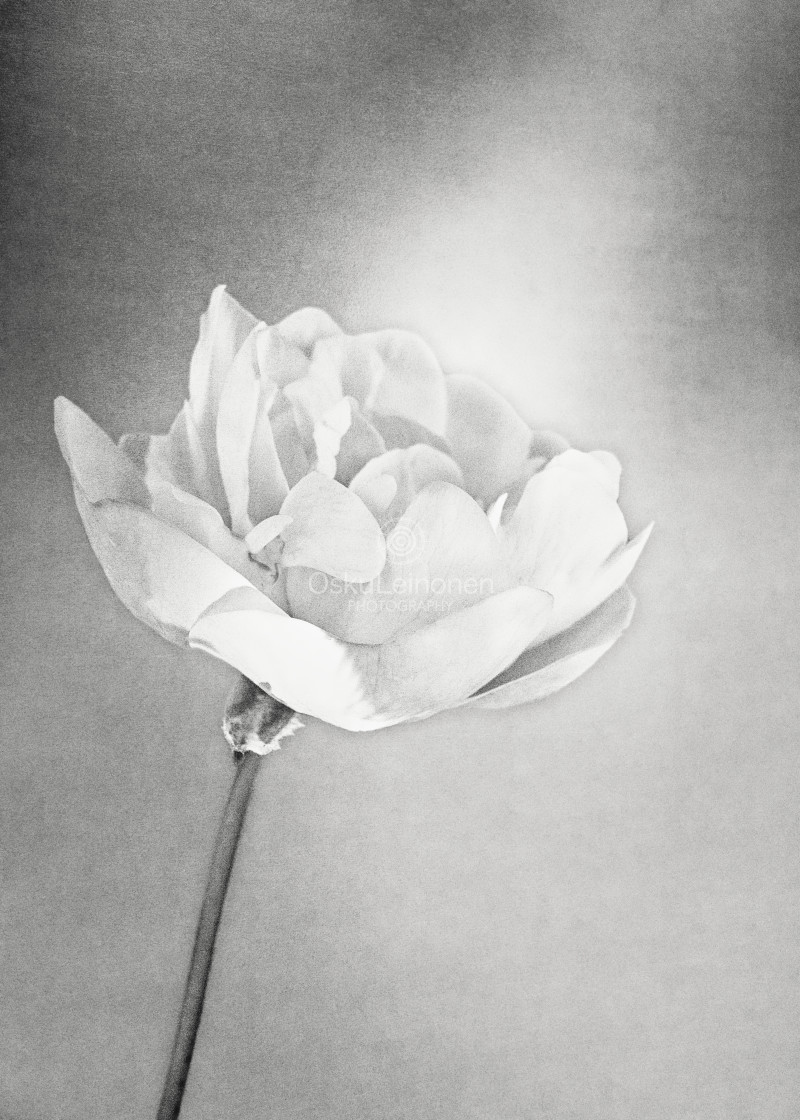 "Light Flower" stock image