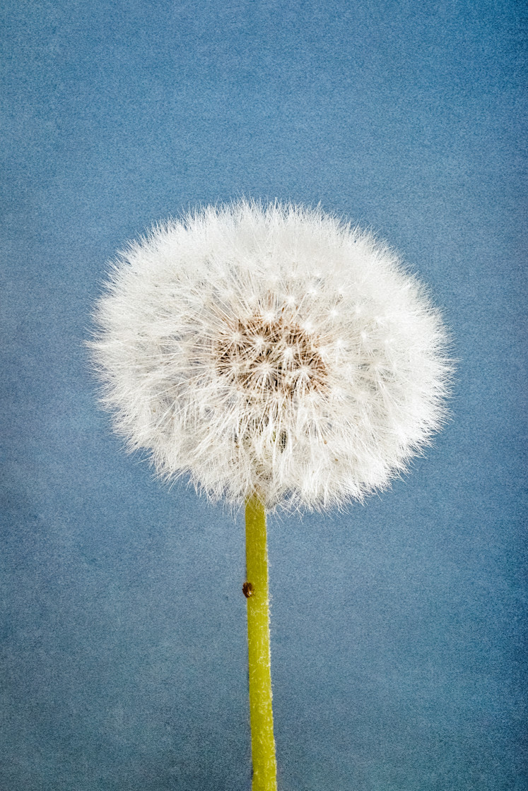 "Dandelion (Ready To Fly)" stock image