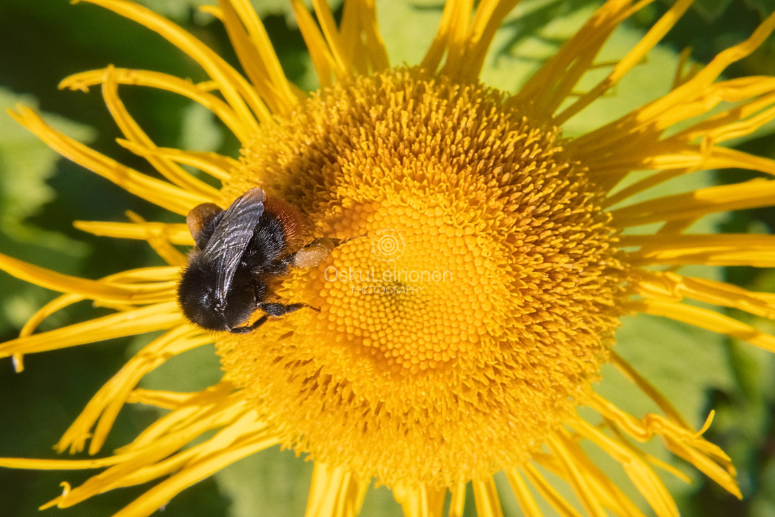 "Bee And Yellow Flower" stock image