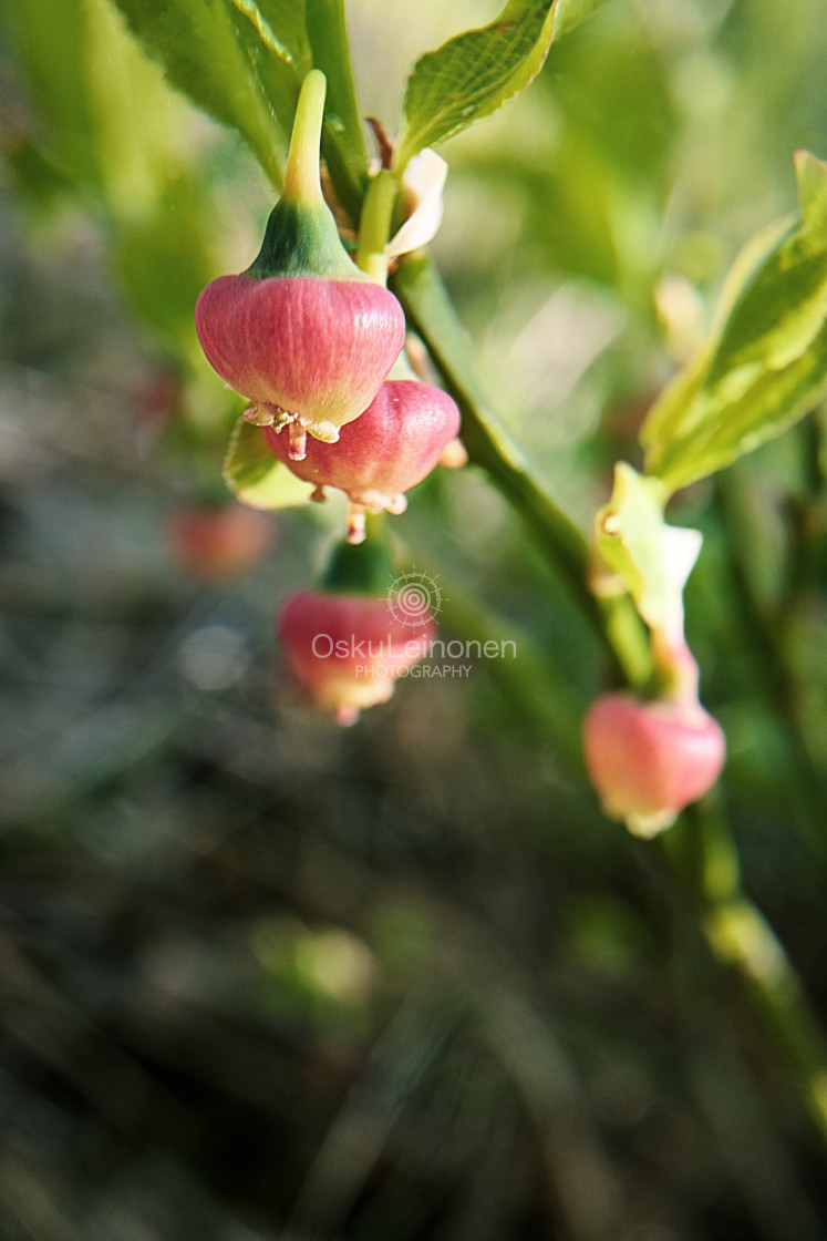 "Blueberry Flower" stock image