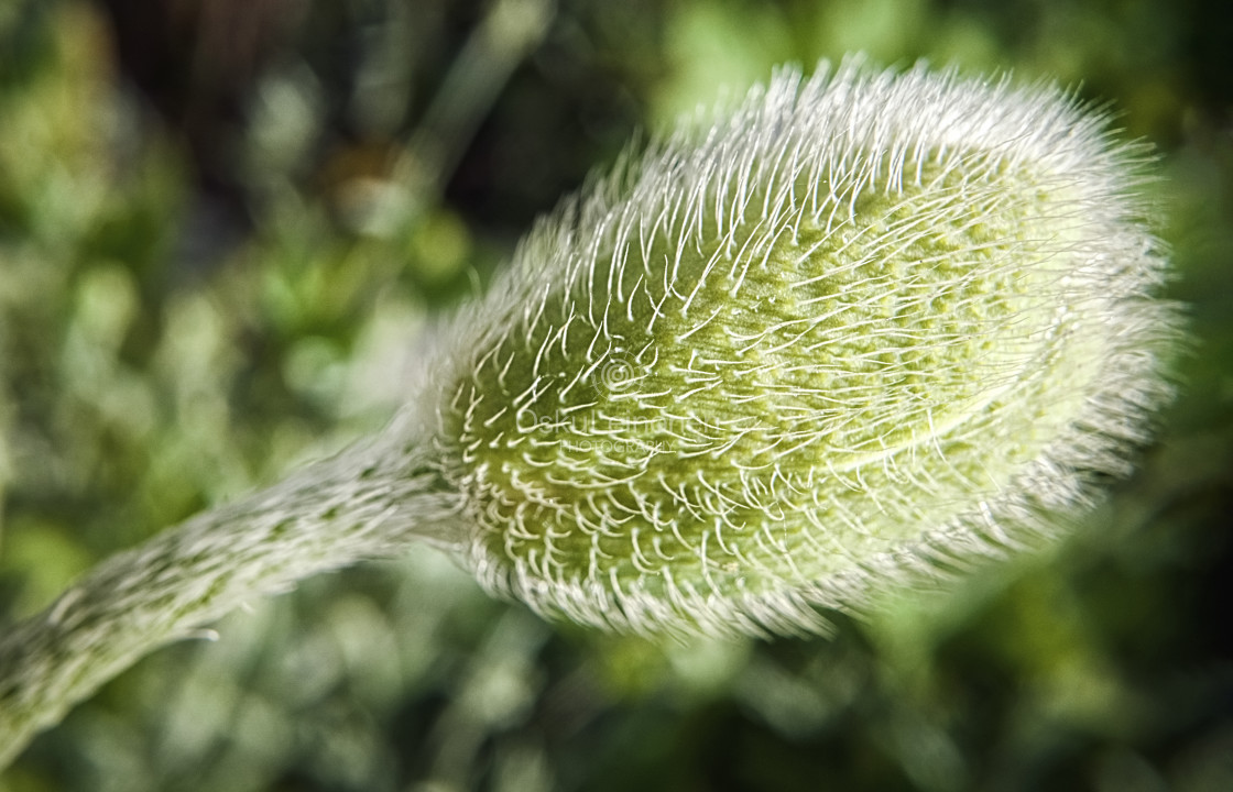 "Green Bud" stock image