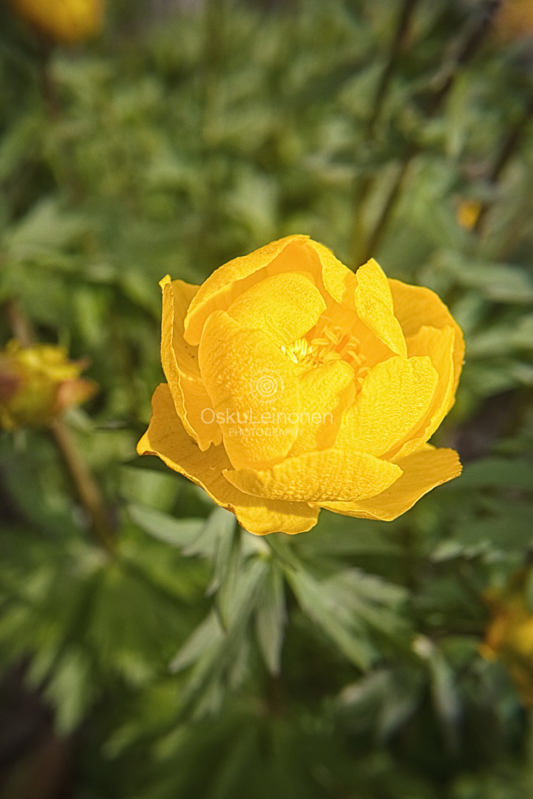 "Golden Yellow Flower" stock image