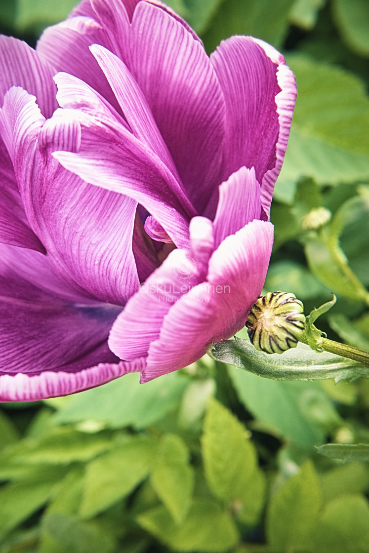 "Magenta Flower II" stock image