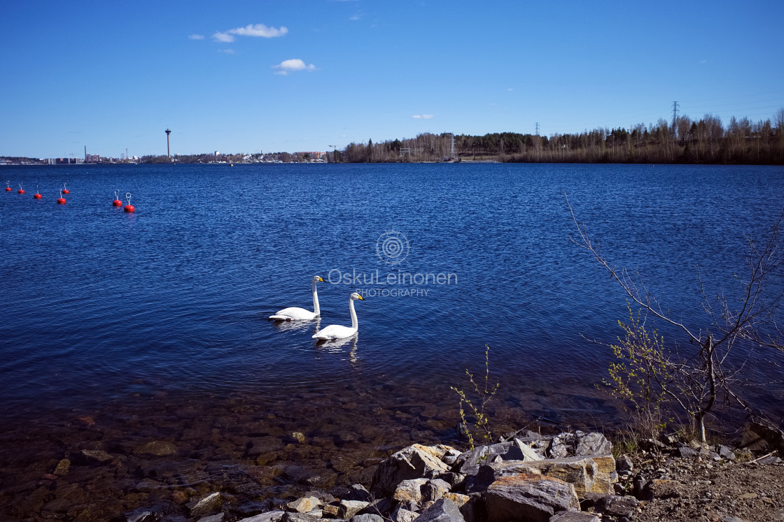 "Swans In The Lake Näsi" stock image