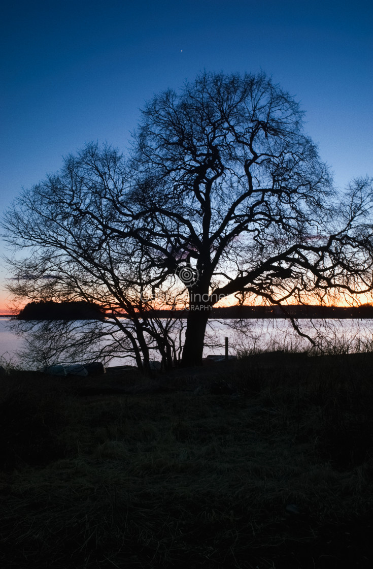 "Elm at Night II" stock image