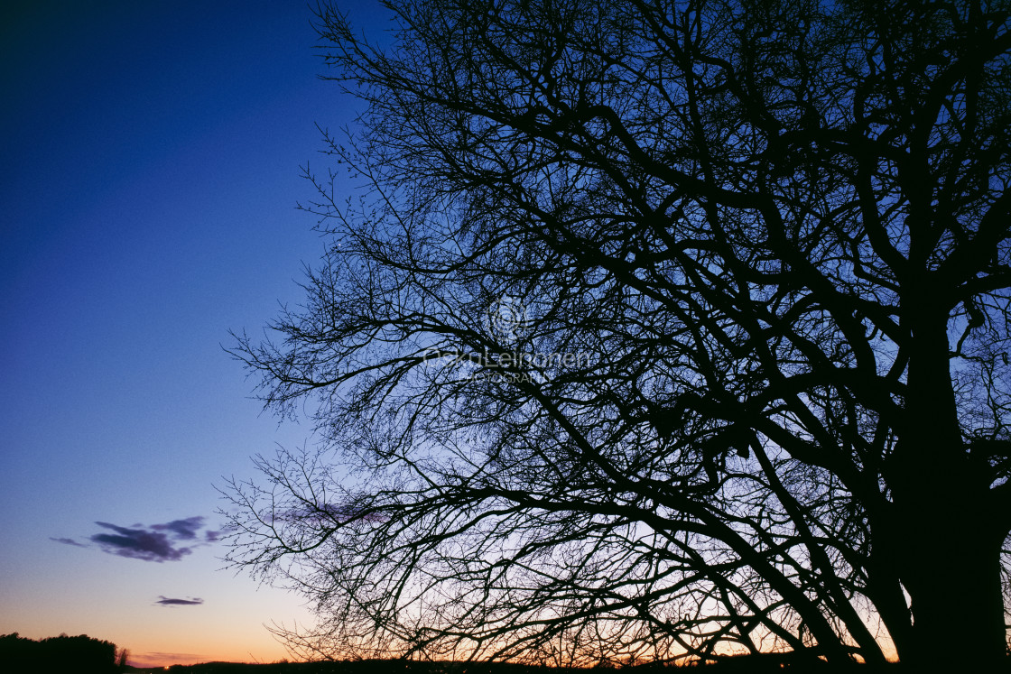 "Elm Tree And Star" stock image