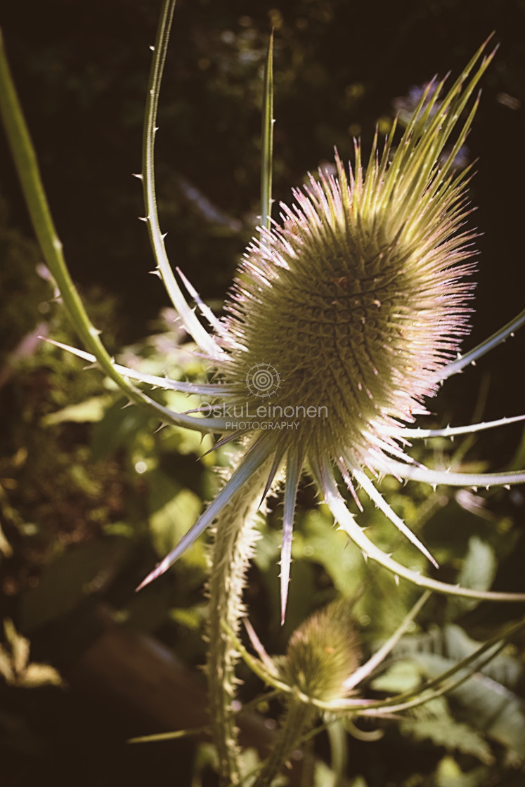 "Spiky Bud II" stock image