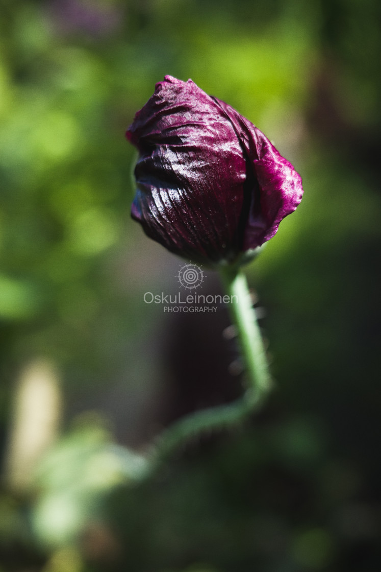 "Tacky Purple Bud II" stock image