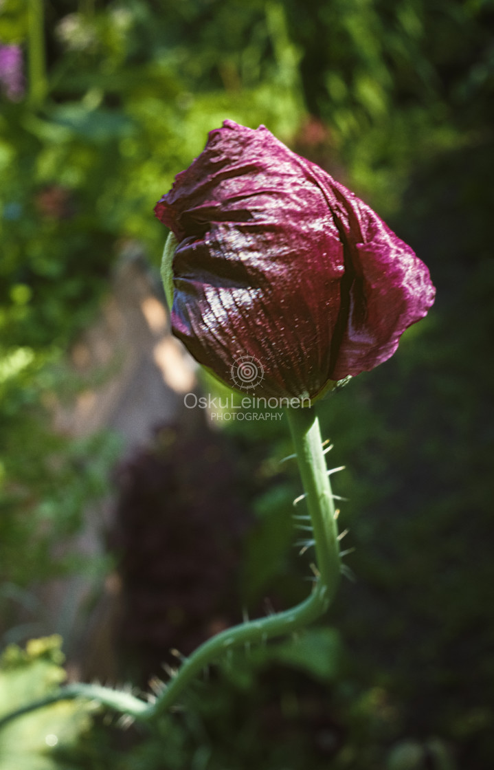 "Tacky Purple Bud III" stock image