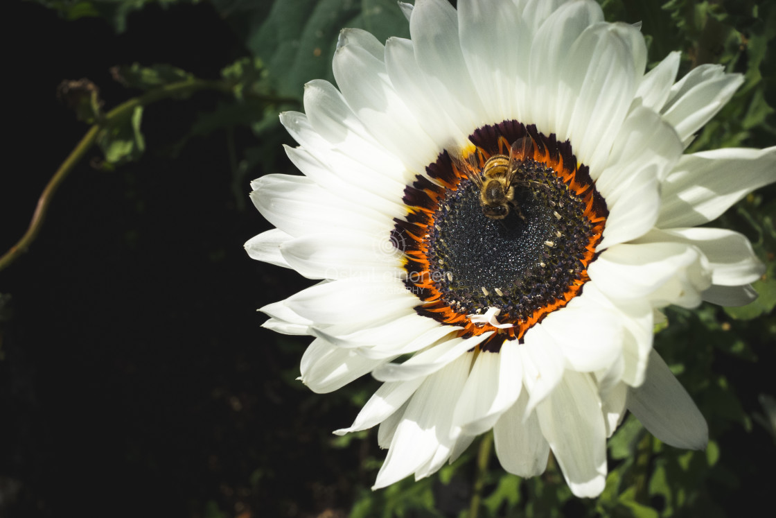 "Flower Coloured Like Butterfly II" stock image