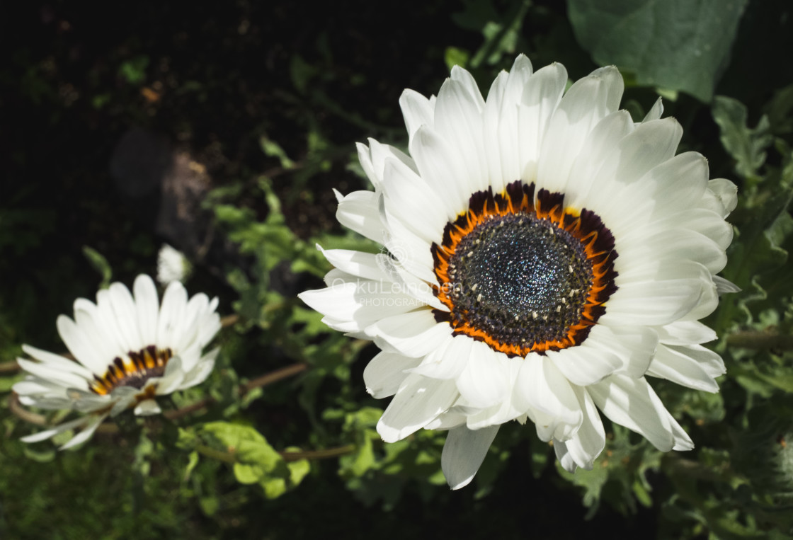 "Flower Coloured Like Butterfly" stock image