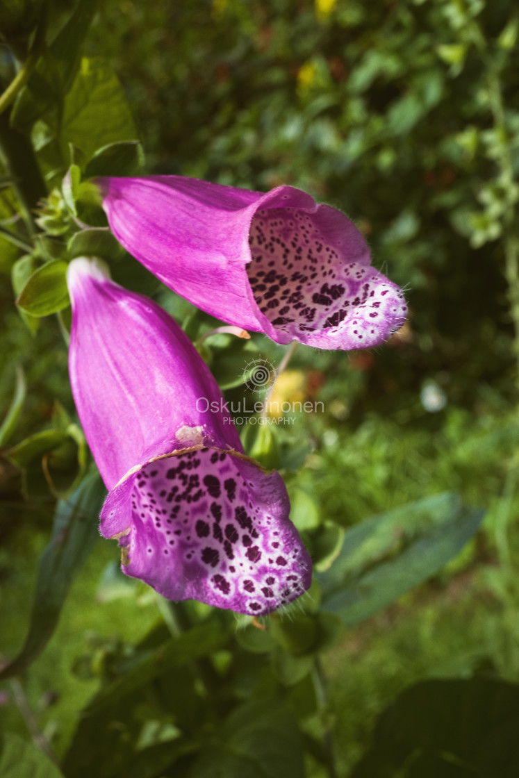 "Bell Flowers III" stock image