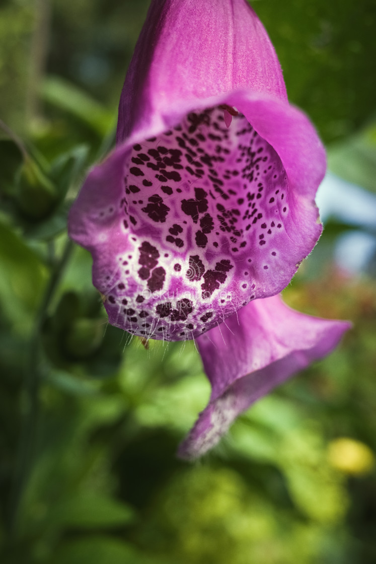 "Bell Flowers II" stock image