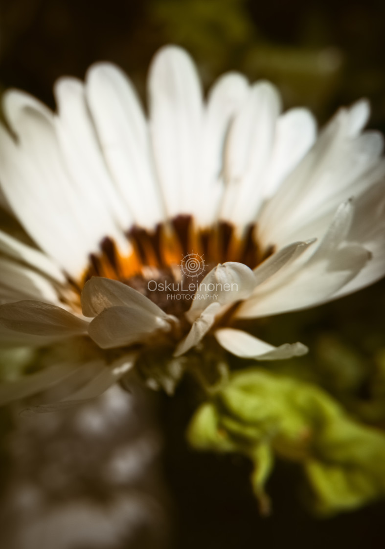 "Lovely Warm Flower" stock image