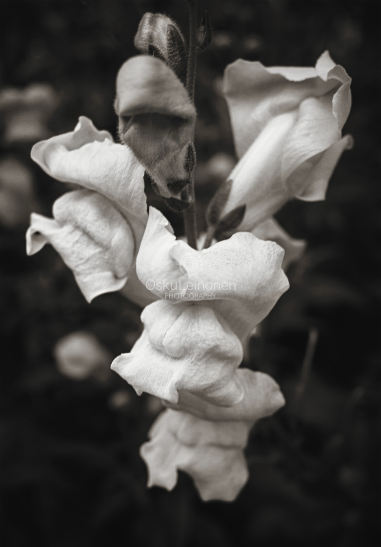 "Matte Green Bud II (Sepia)" stock image