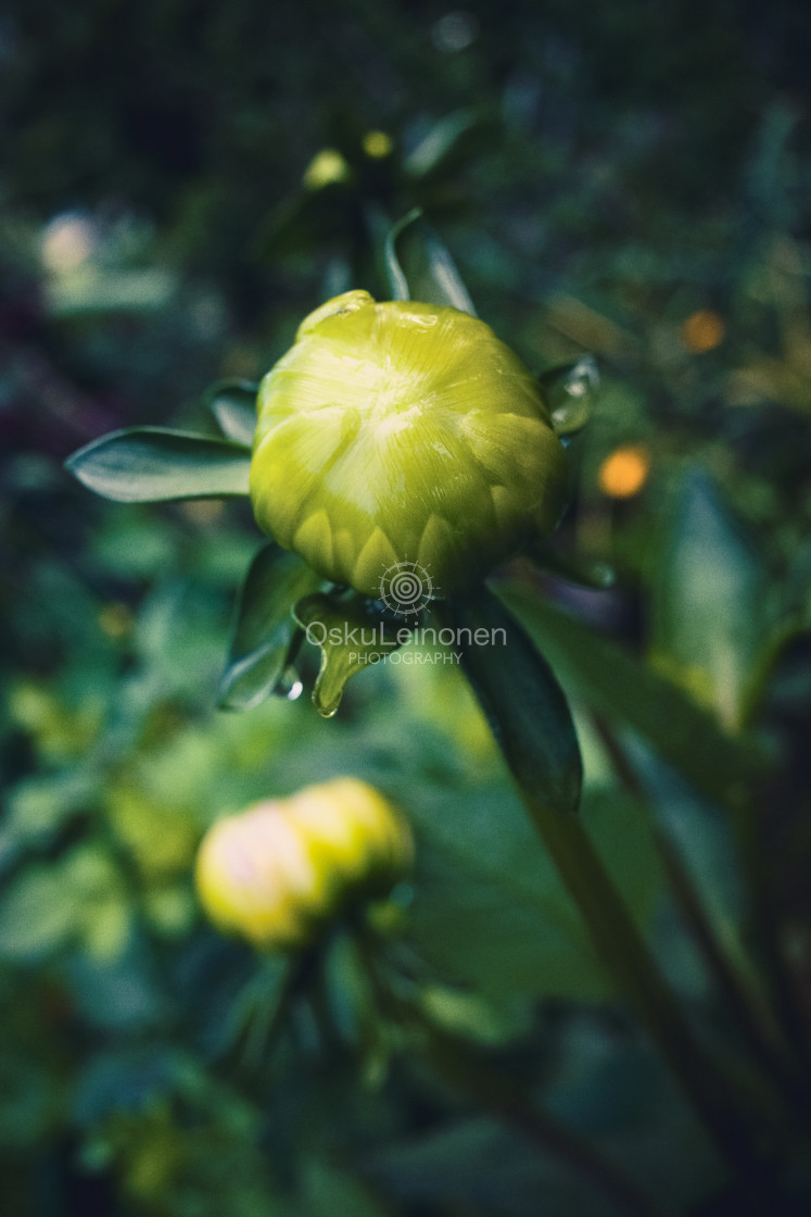 "Green Round Flower Bud II" stock image