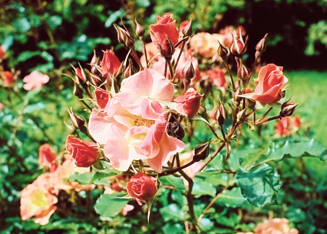 "Red Rose (Thin Fragrance)" stock image