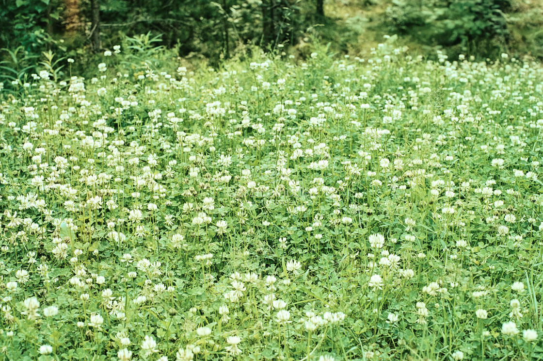 "Clower Field" stock image