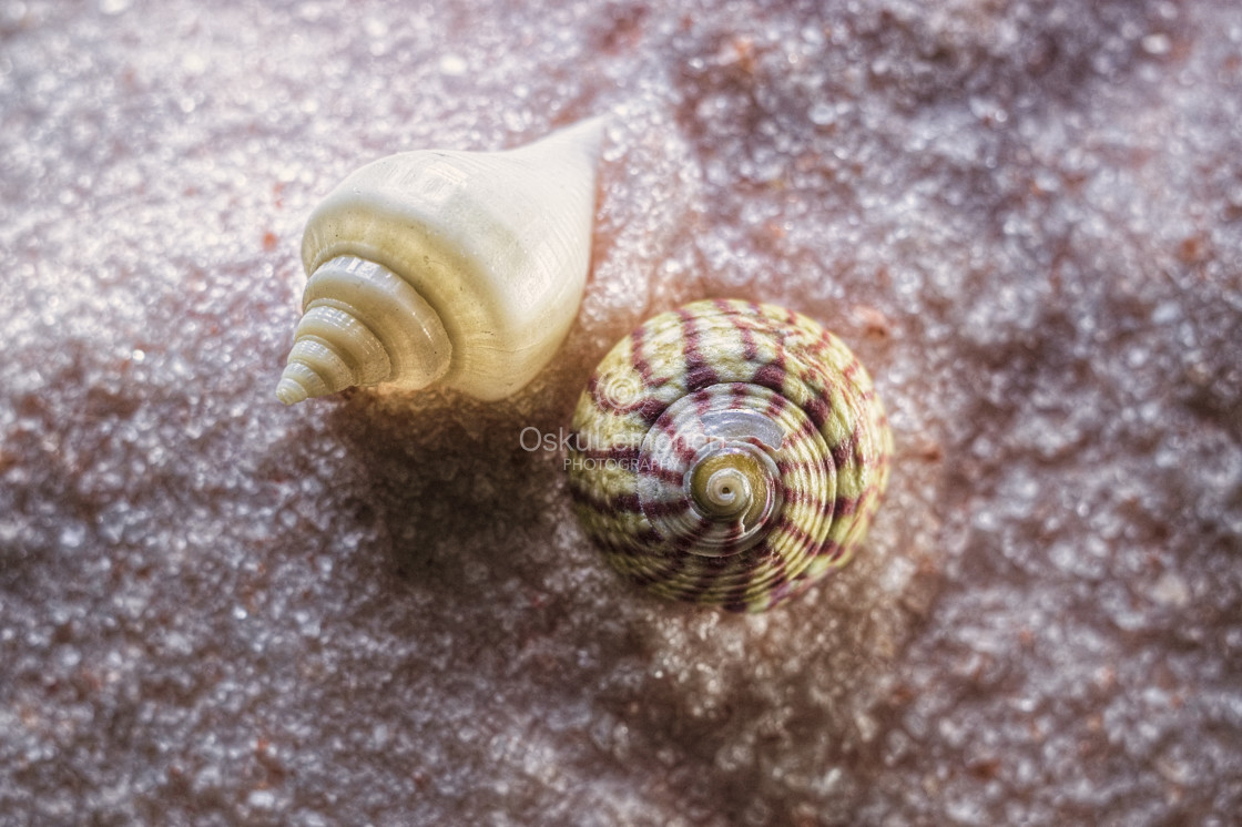 "Sea Shells" stock image