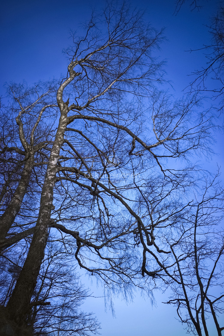 "Birch Tree" stock image