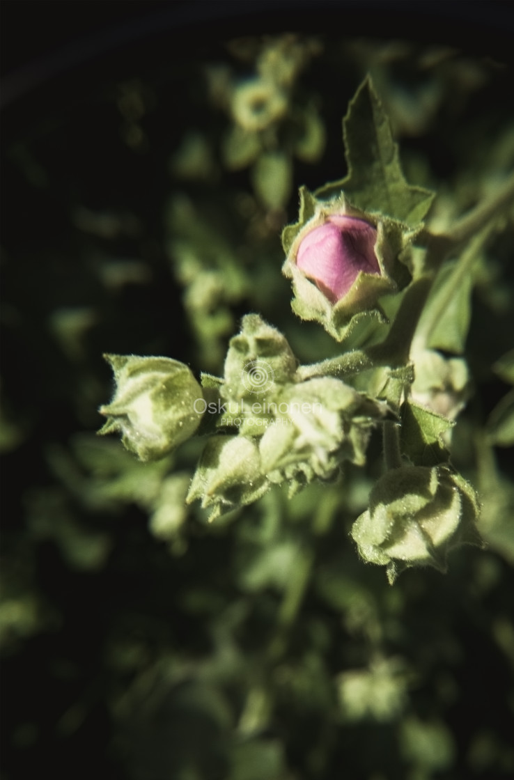 "Pink Bud" stock image