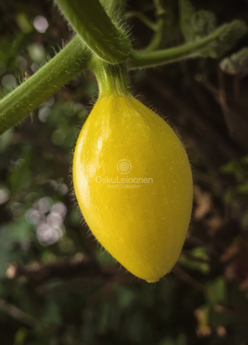 "Yellow Pumpkin" stock image