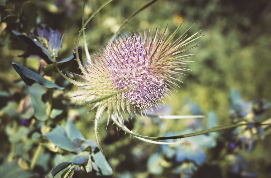 "Focus (Flower)" stock image