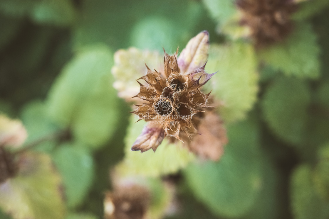 "Toward Autumn" stock image