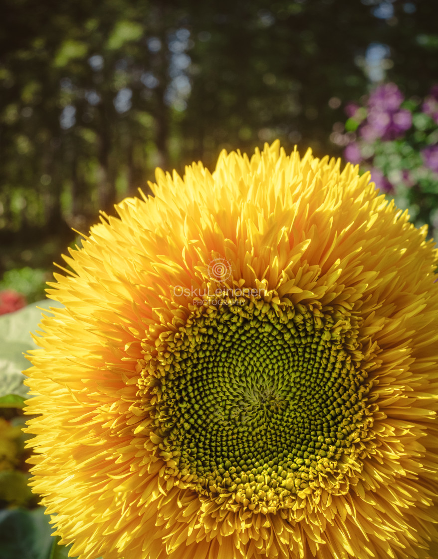 "Pet Flower" stock image