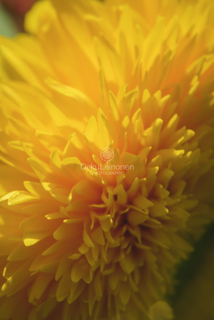 "Sun Flower Basking In The Sun Light I" stock image