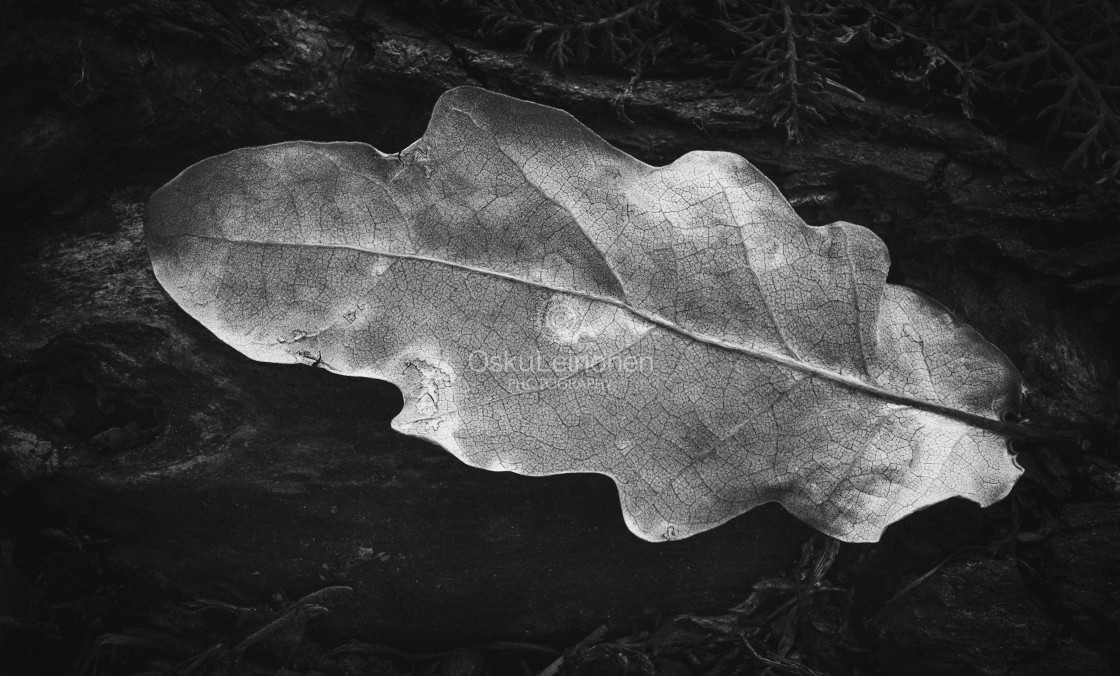 "Withered Leaf III" stock image