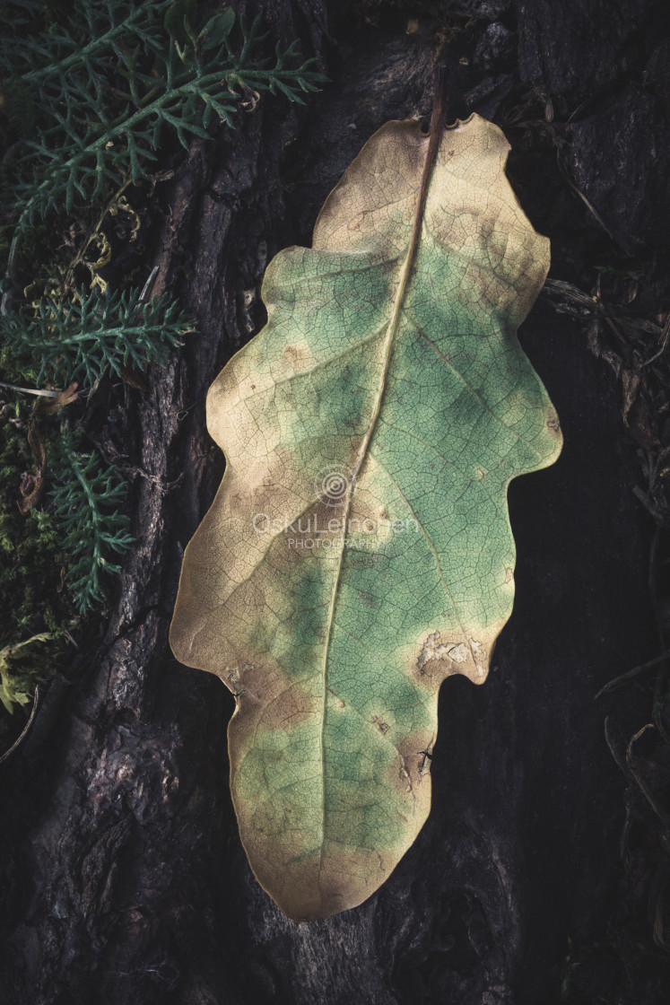 "Pathways (Dry Leaf)" stock image