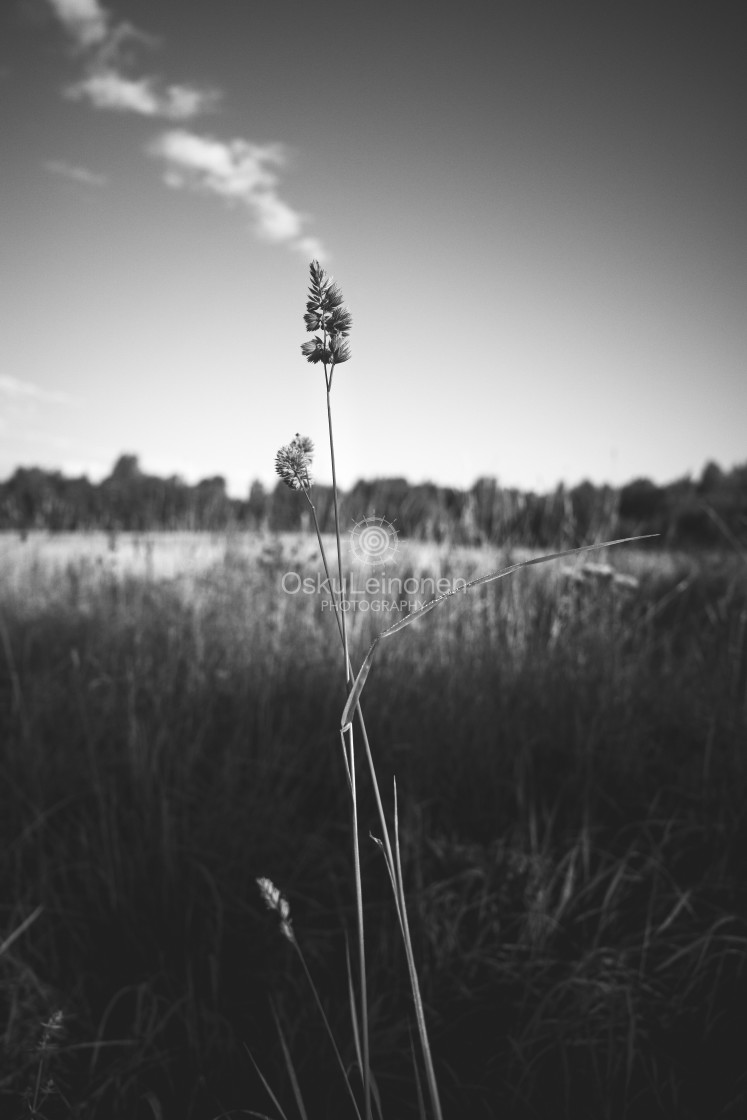 "Meadow I (Cloud)" stock image