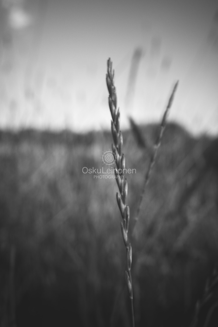 "Meadow VI (Hay)" stock image