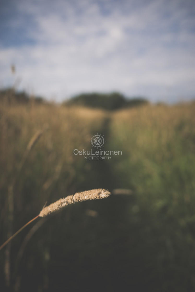 "Meadow XIX (Path)" stock image