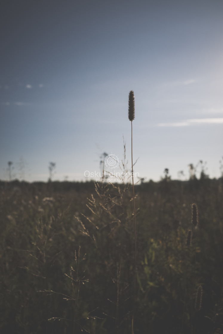 "Meadow XVI (Hay)" stock image